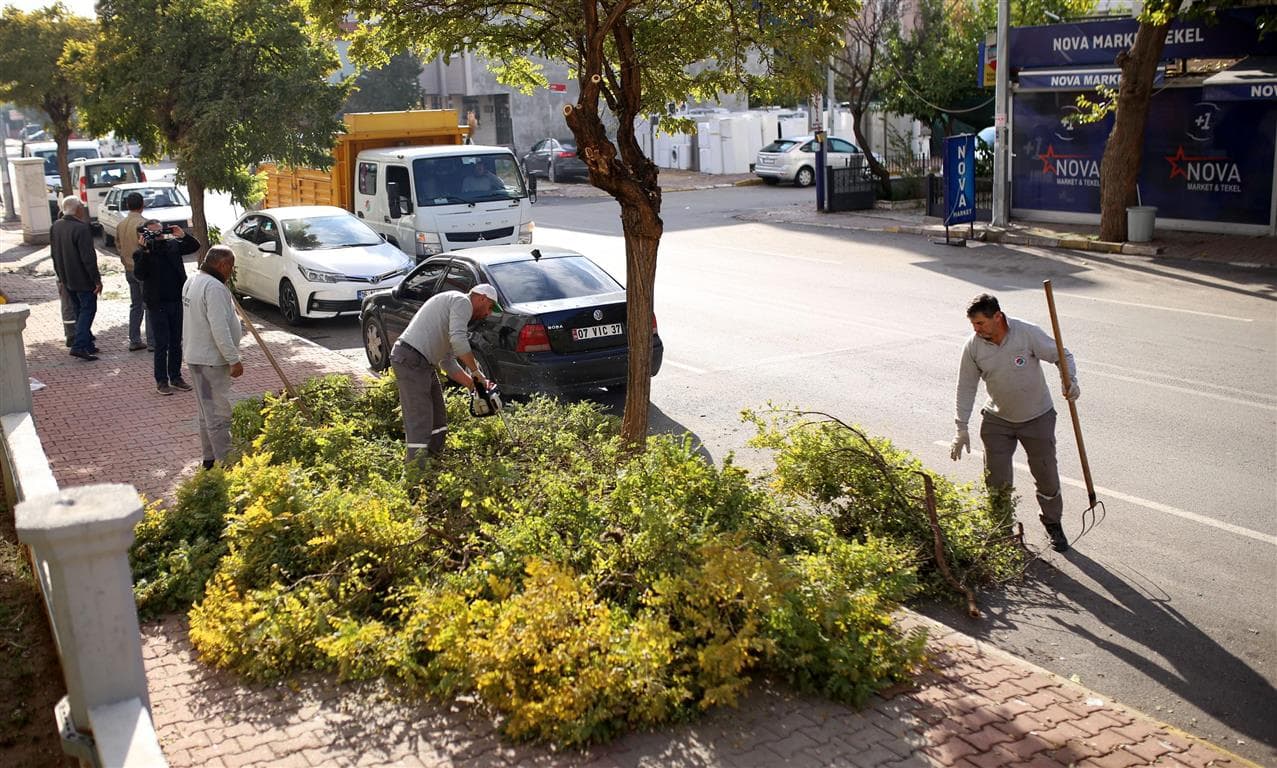 Kepez ağaçları kış ve bahar mevsimine hazırlıyor