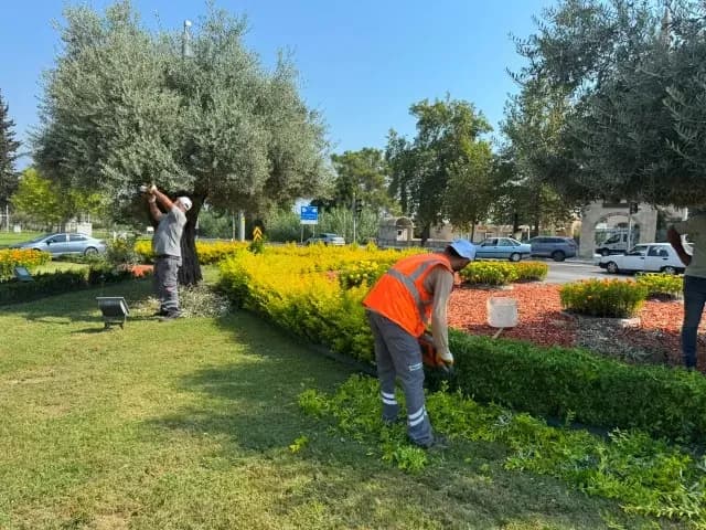 Kemer Belediyesi, yeşil alanlarda bakım çalışmaları gerçekleştiriyor