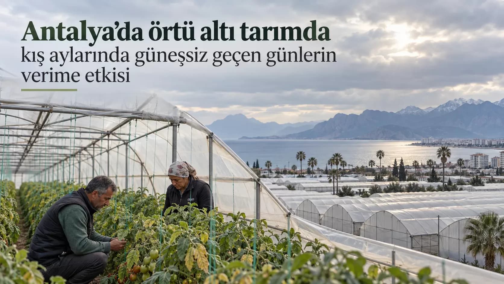 Antalya’da örtü altı tarımda kış aylarında güneşsiz geçen günlerin verime etkisi
