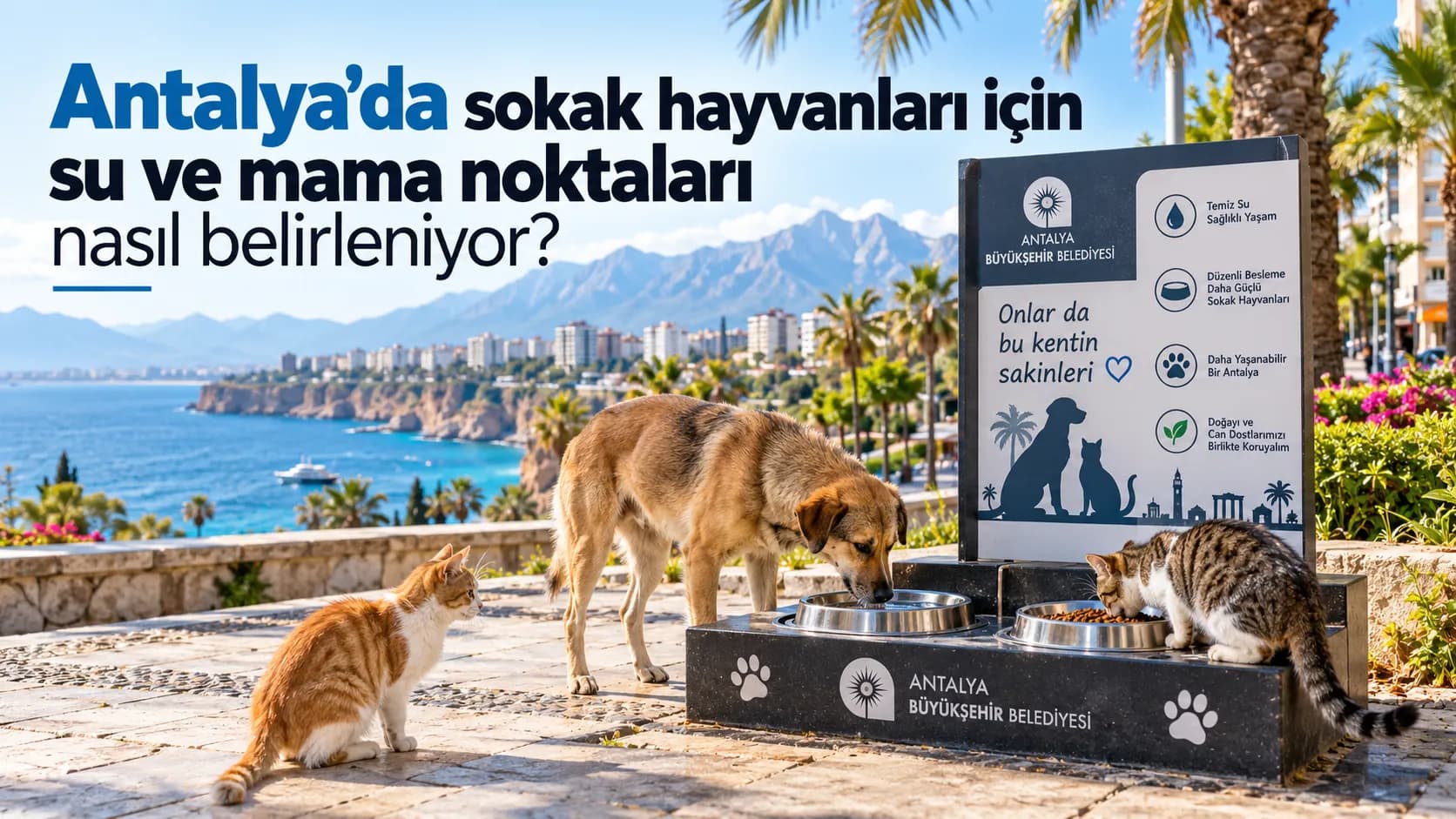 sokak hayvanları