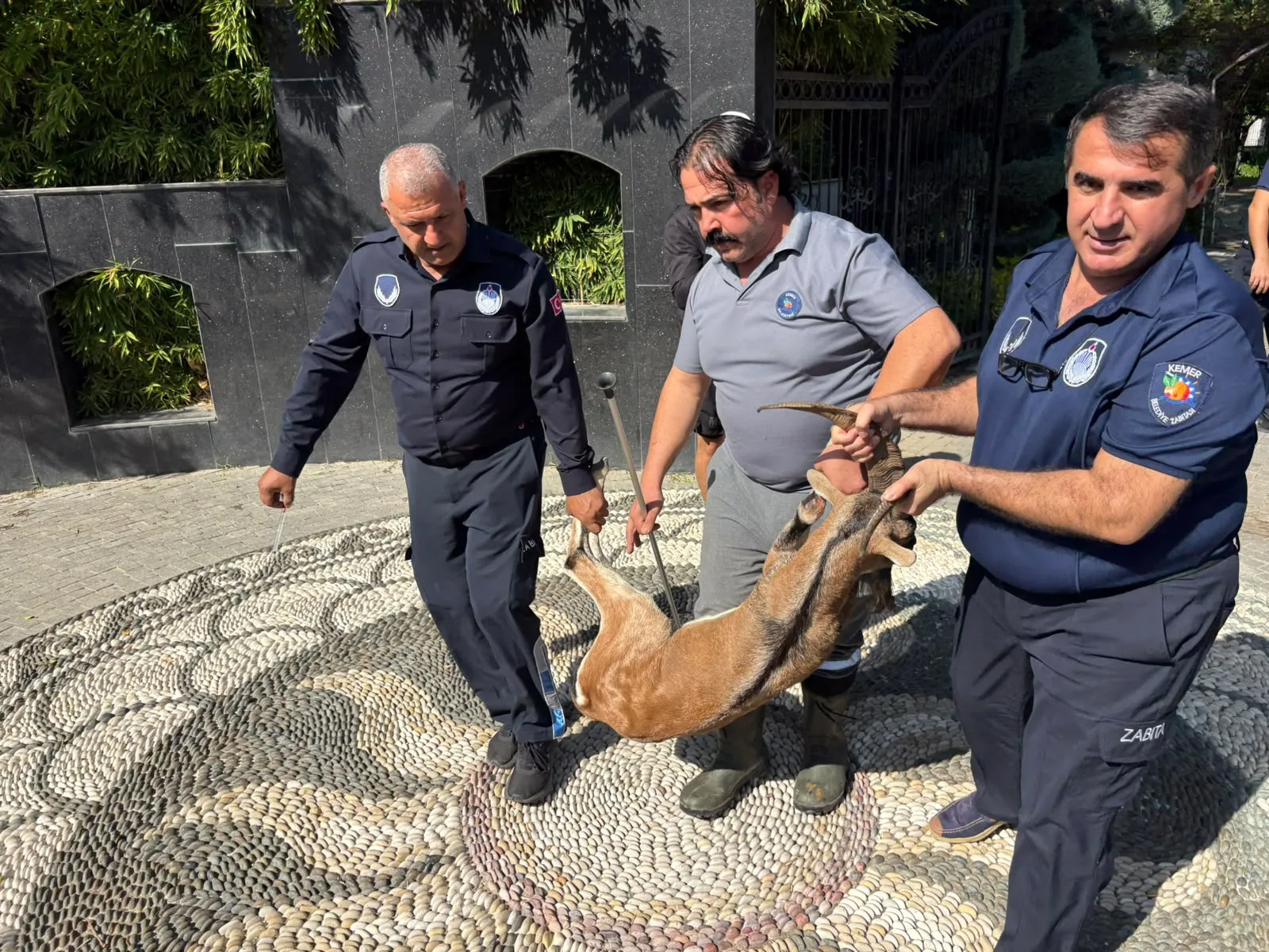 yaralı dağ keçisi zabıta ekipleri ve veteriner tutuyor