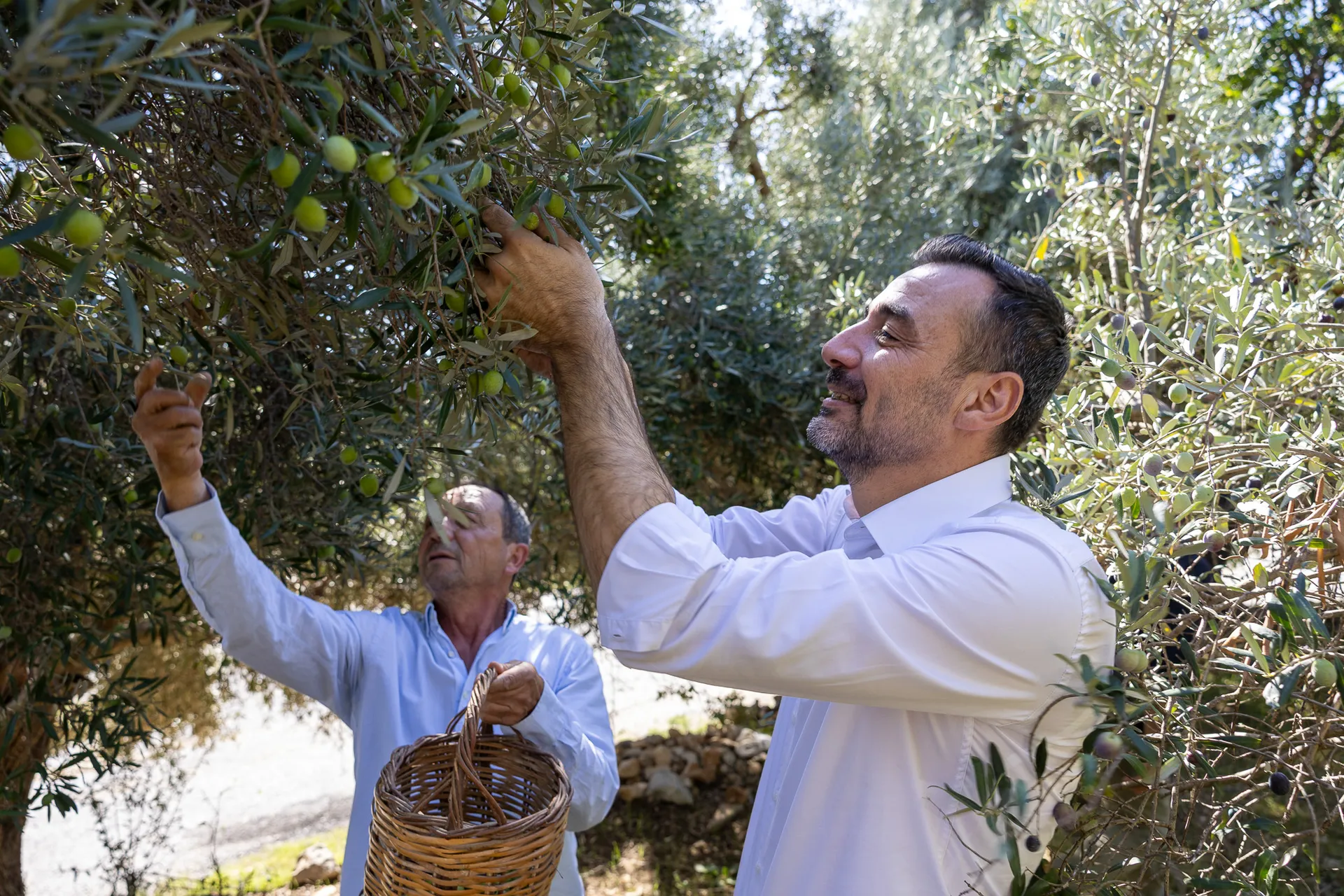 Manavgat Belediyesi Başkan Vekili Çiçek zeytin hasadında