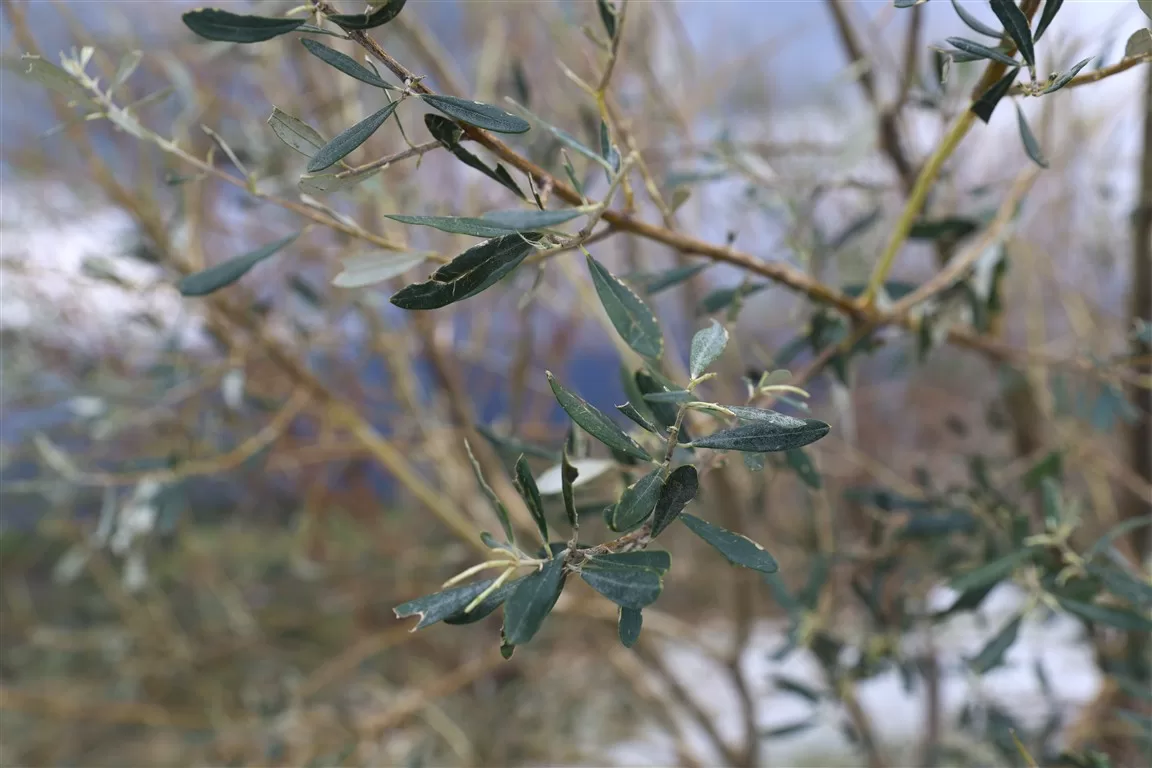 manavgat dolu yağışı