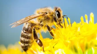 Akdeniz Koruma Derneği