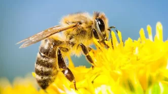 Akdeniz Koruma Derneği