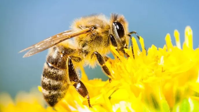 Akdeniz Koruma Derneği