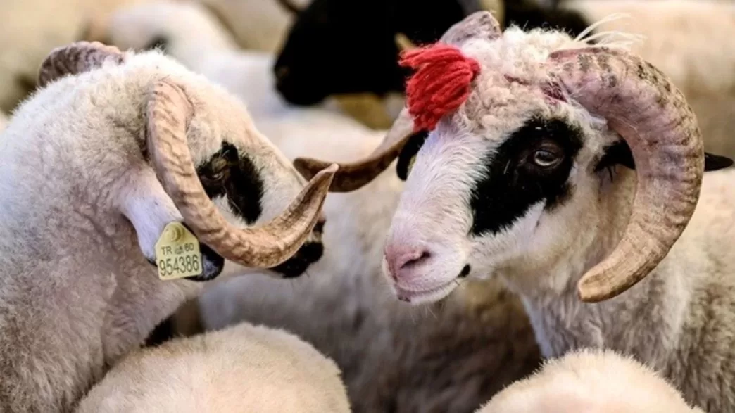 büyükbaş küçükbaş kurbanlık fiyatları