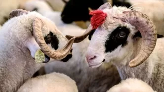 büyükbaş küçükbaş kurbanlık fiyatları