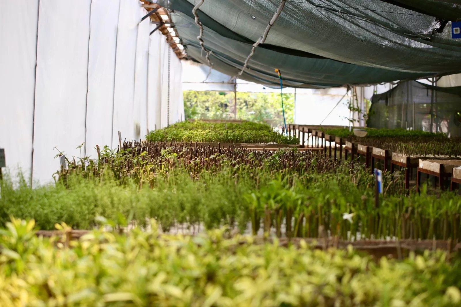 Kepez Bitki ve Fidan Üretim Tesisi