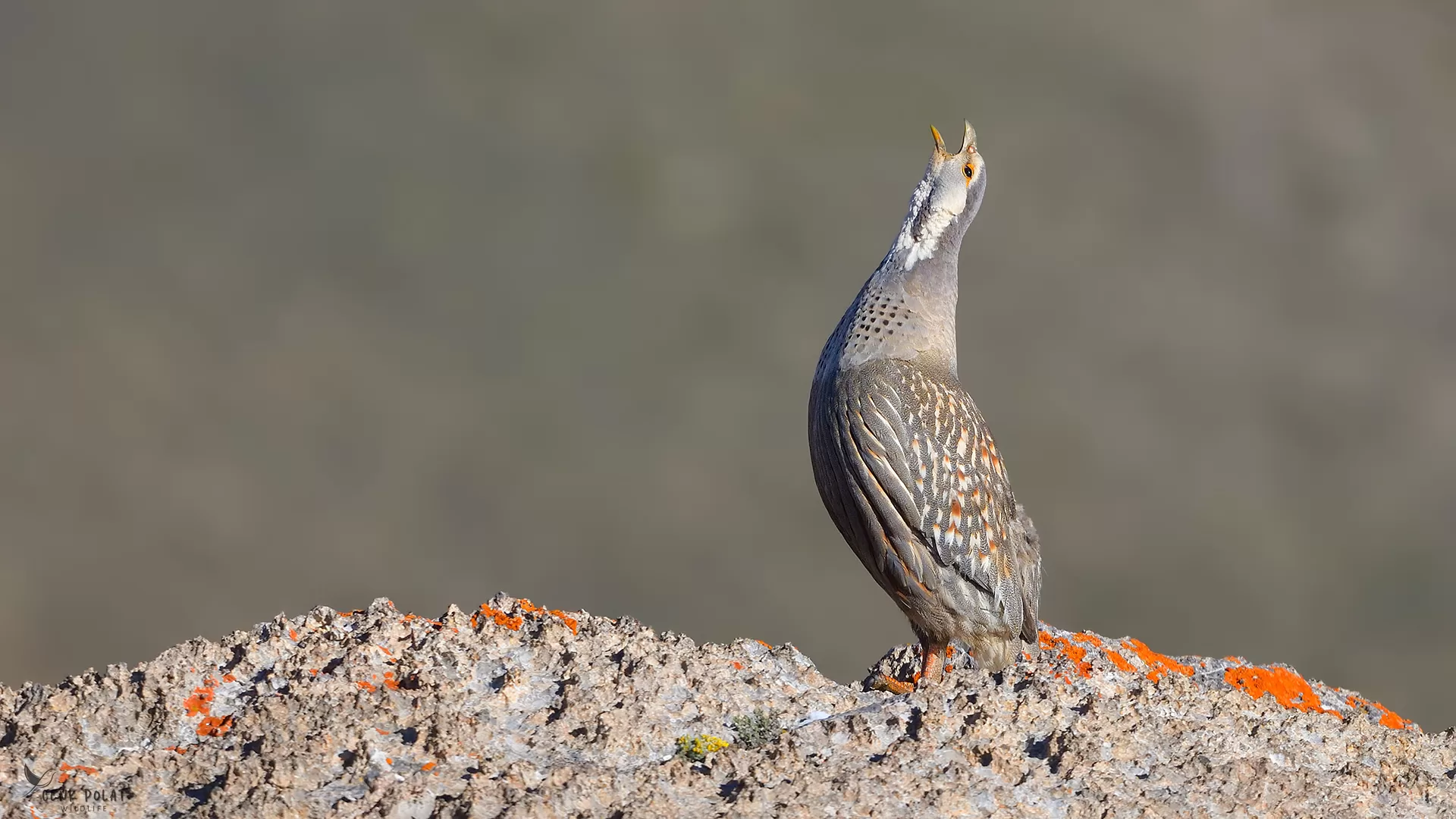 Türkiye’nin Nesli Tehlike Altındaki Sesler