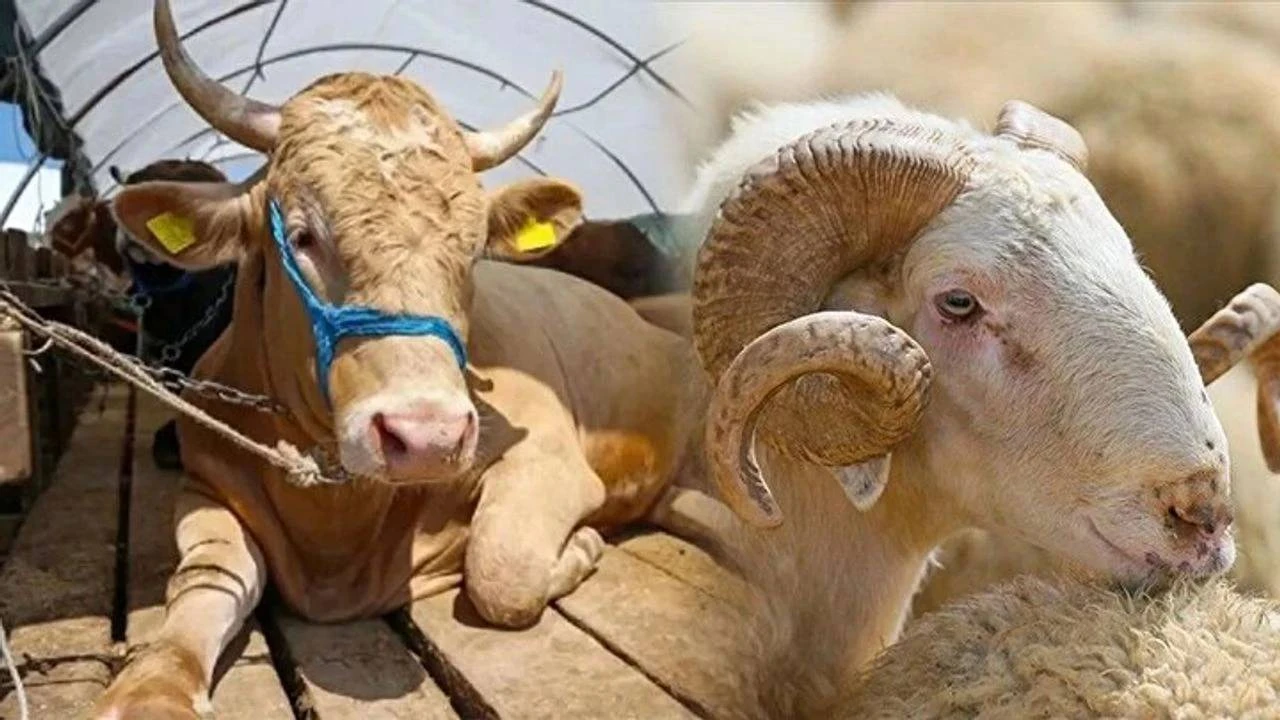 büyükbaş küçükbaş kurbanlık fiyatları