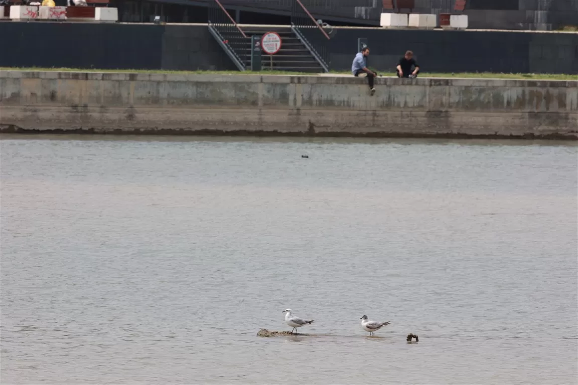 boğaçayı kuş türü