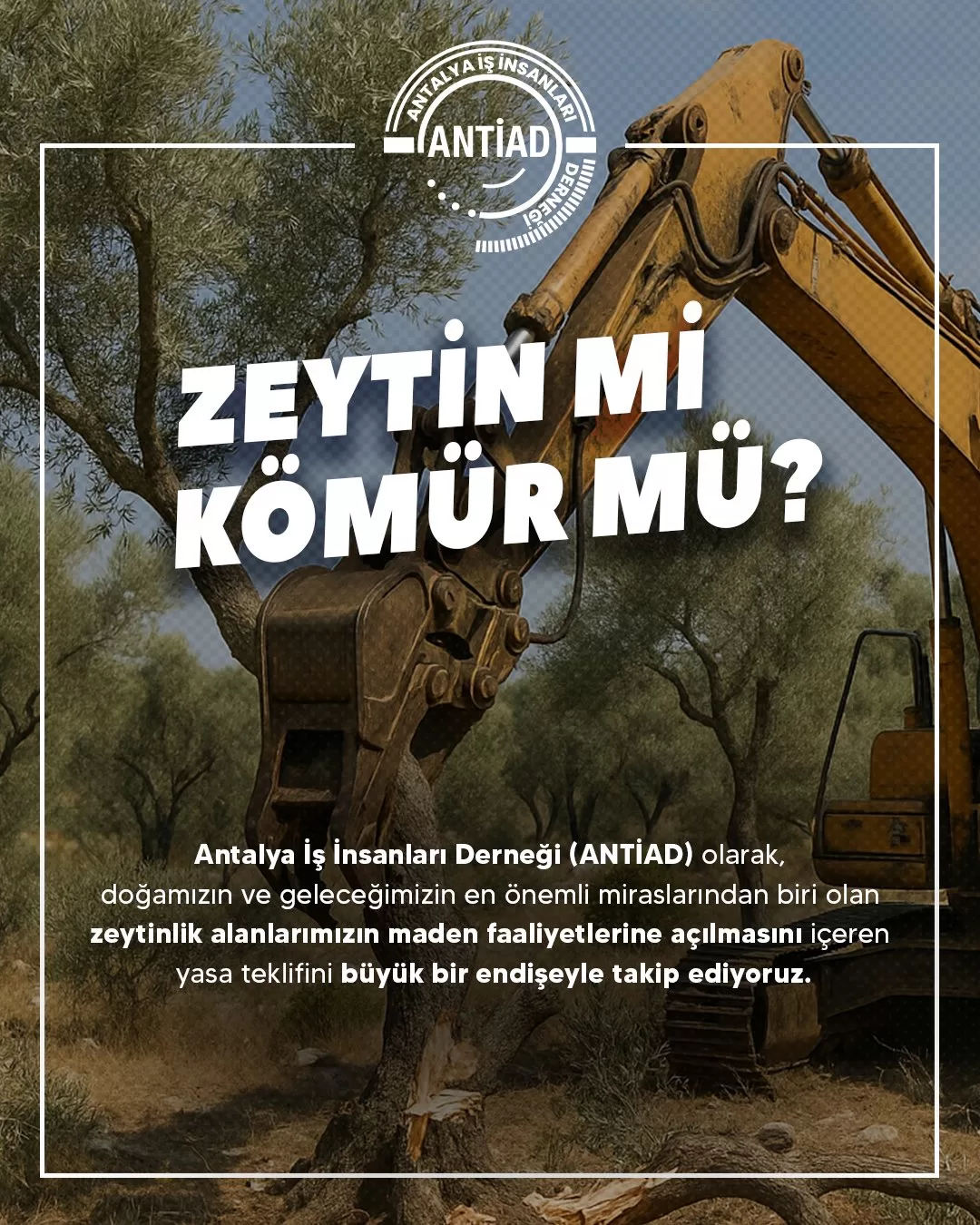 antiad zeytin kanunu