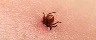 kene ısırığı belirtisi