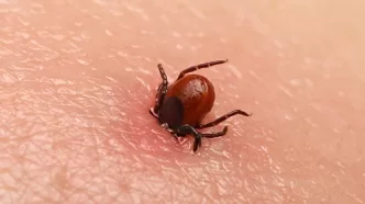kene ısırığı belirtisi