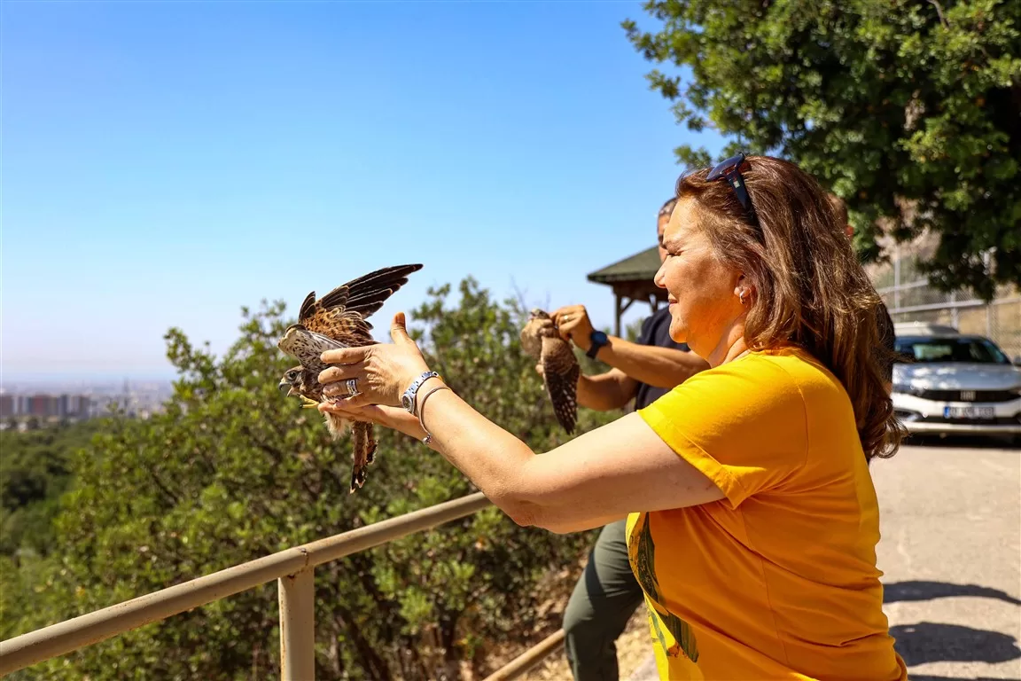 Antalya kerkenez yavrusu