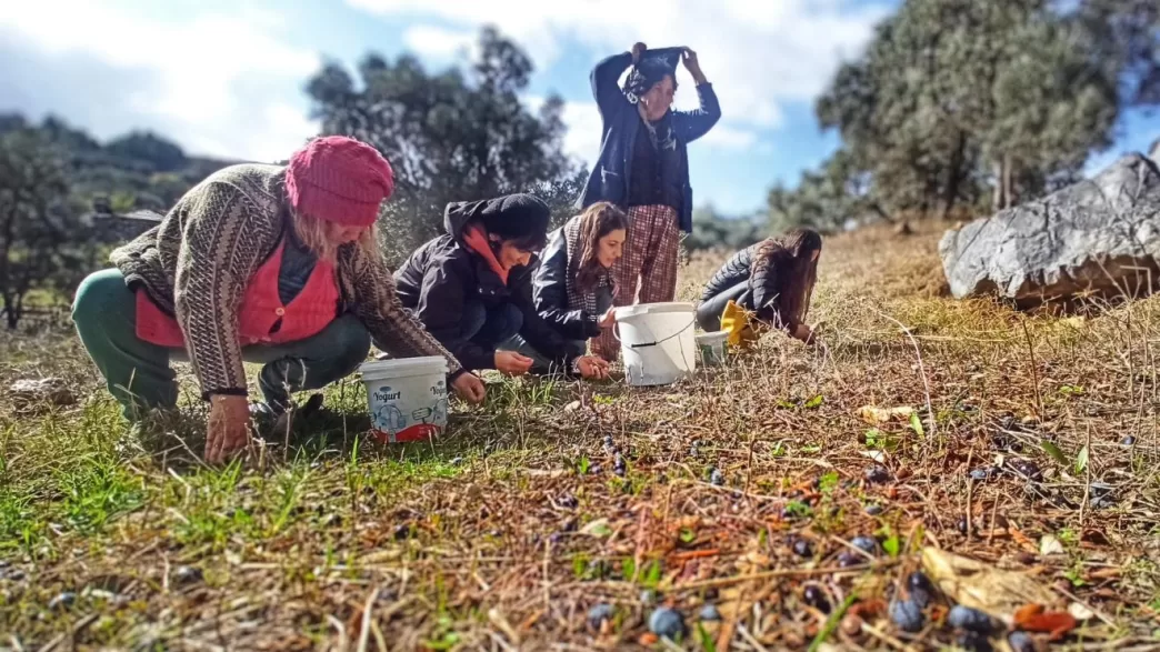 antiad zeytin kanunu