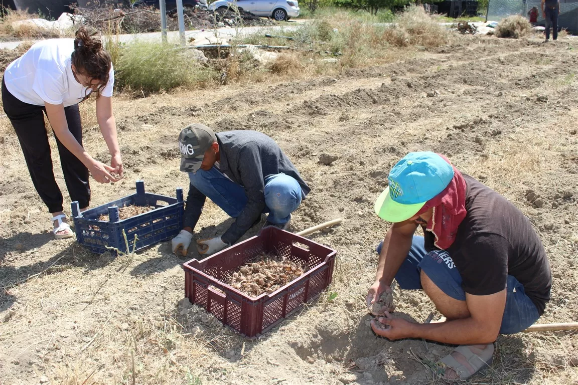 elmalı safran üretimi