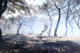 manavgat yangınları