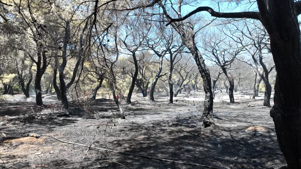 iklim krizi orman yangınları