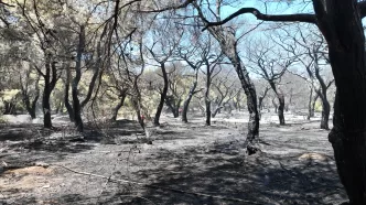 iklim krizi orman yangınları