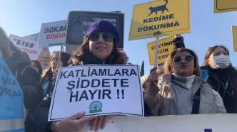 antalya yaban keçisi