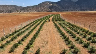 antalya büyükşehir üretim desteği