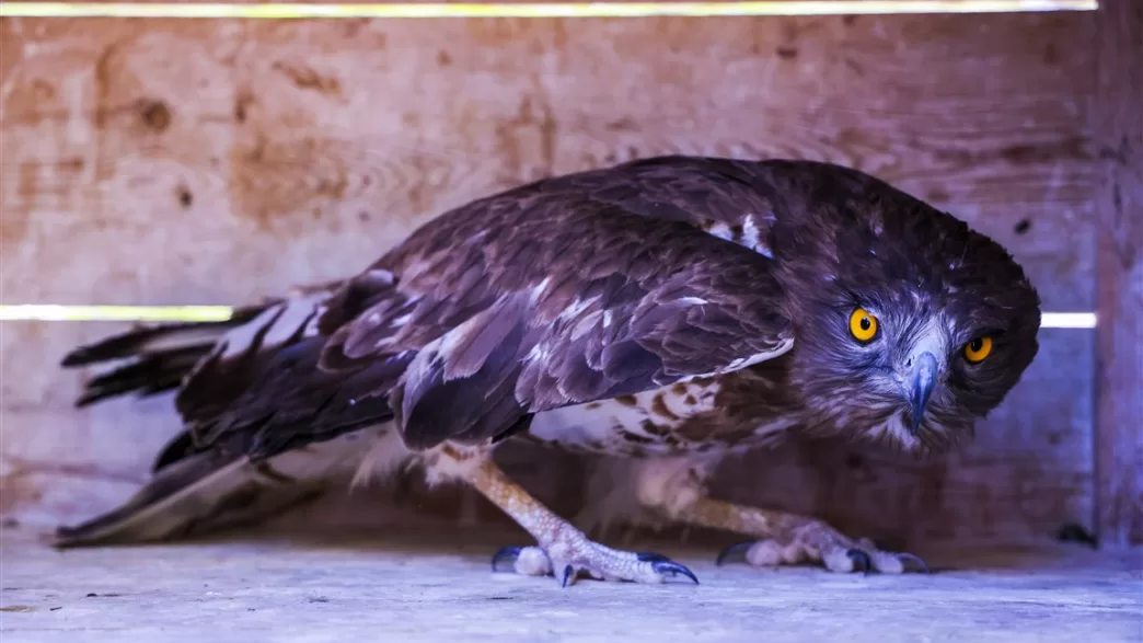 antalya Yılan Kartalı