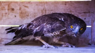 antalya Yılan Kartalı