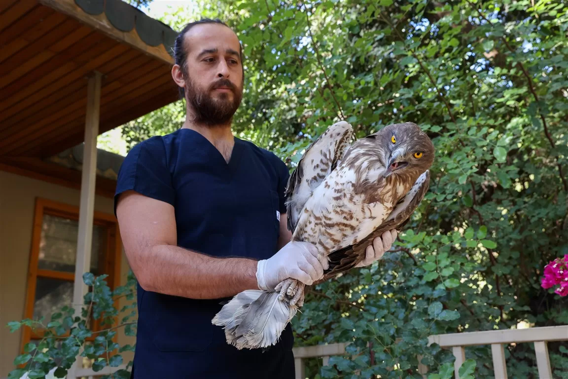 antalya Yılan Kartalı 