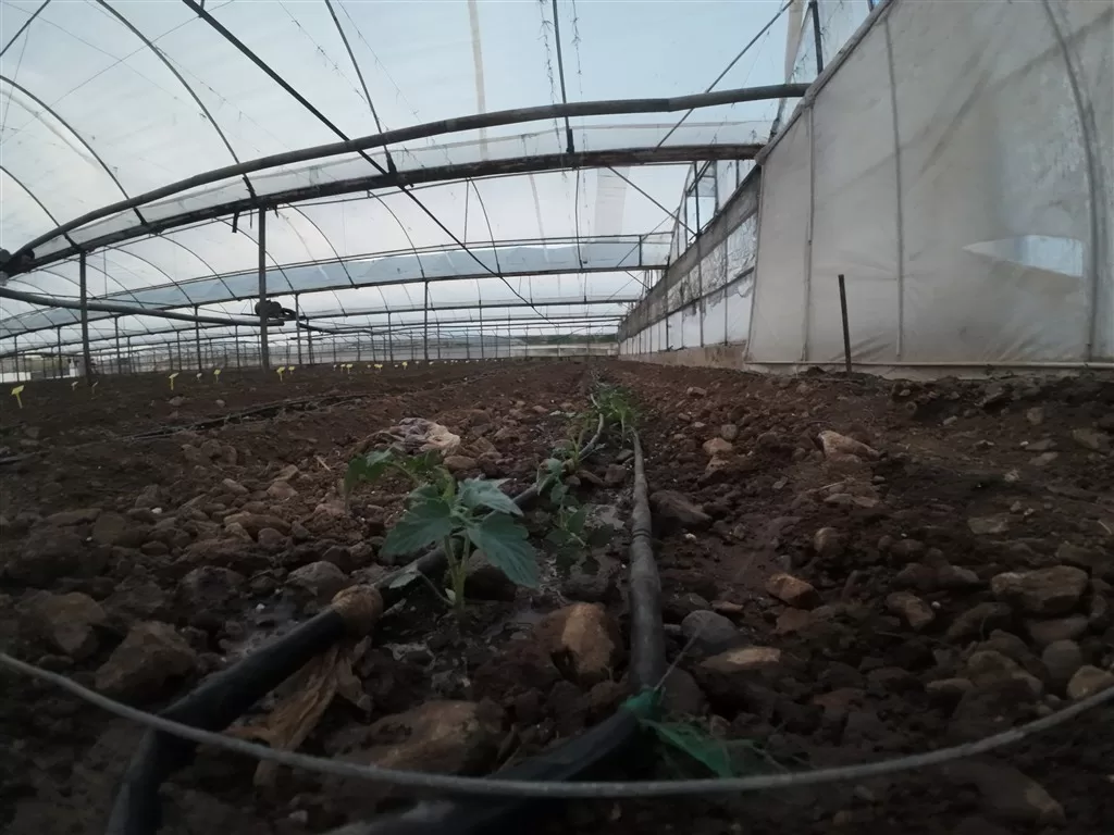 iklim krizi antalya tarımı