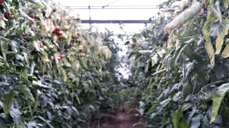 iklim krizi antalya tarımı