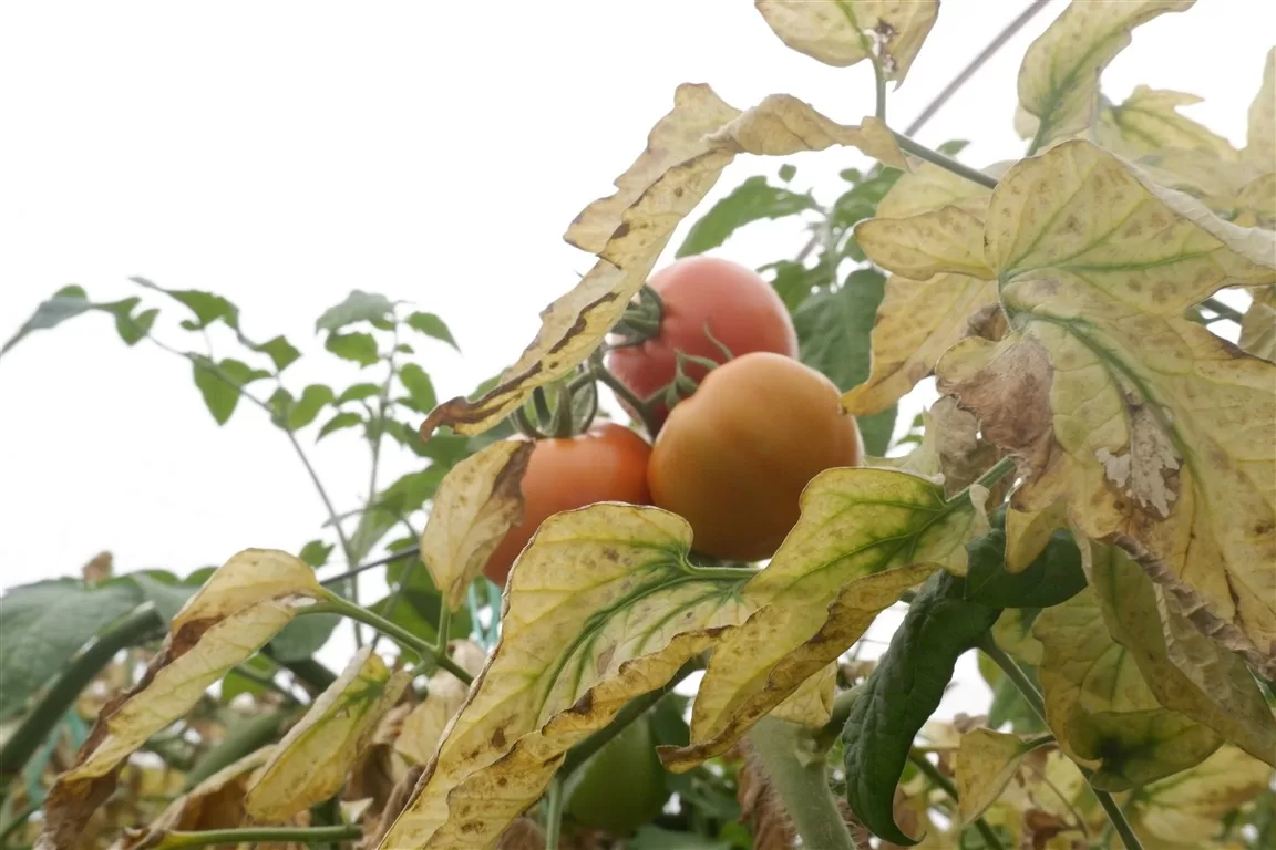 iklim krizi antalya tarımı
