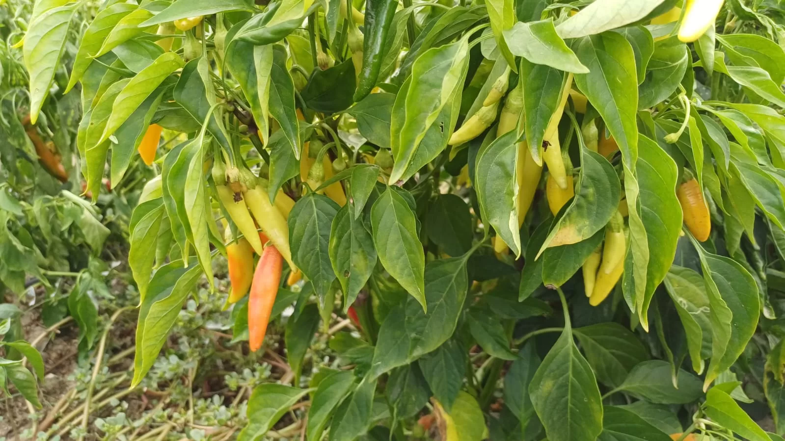 elmalı ekolojik tarım