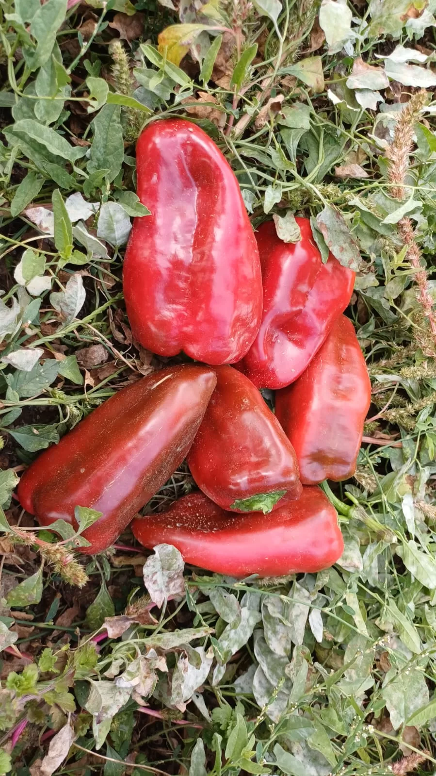 elmalı ekolojik tarım