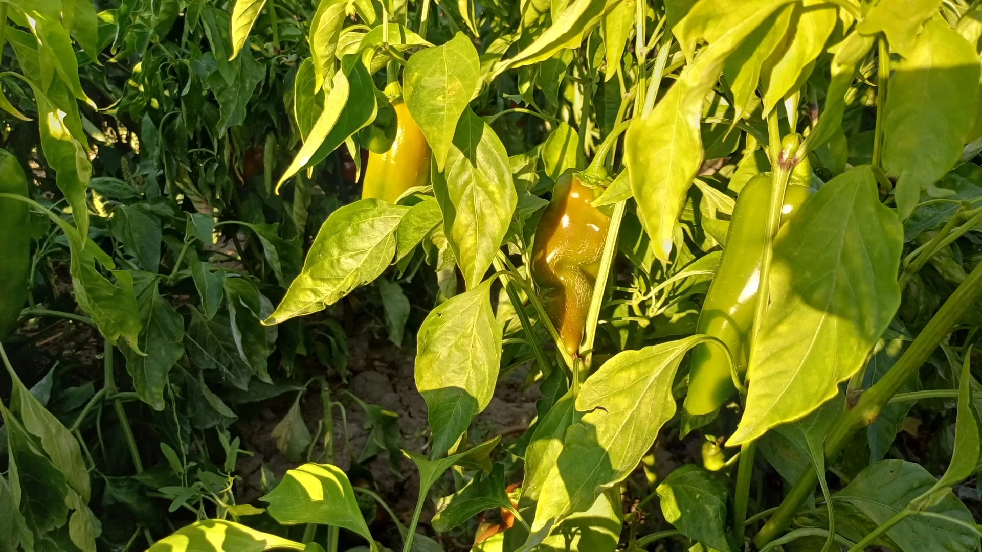 elmalı ekolojik tarım