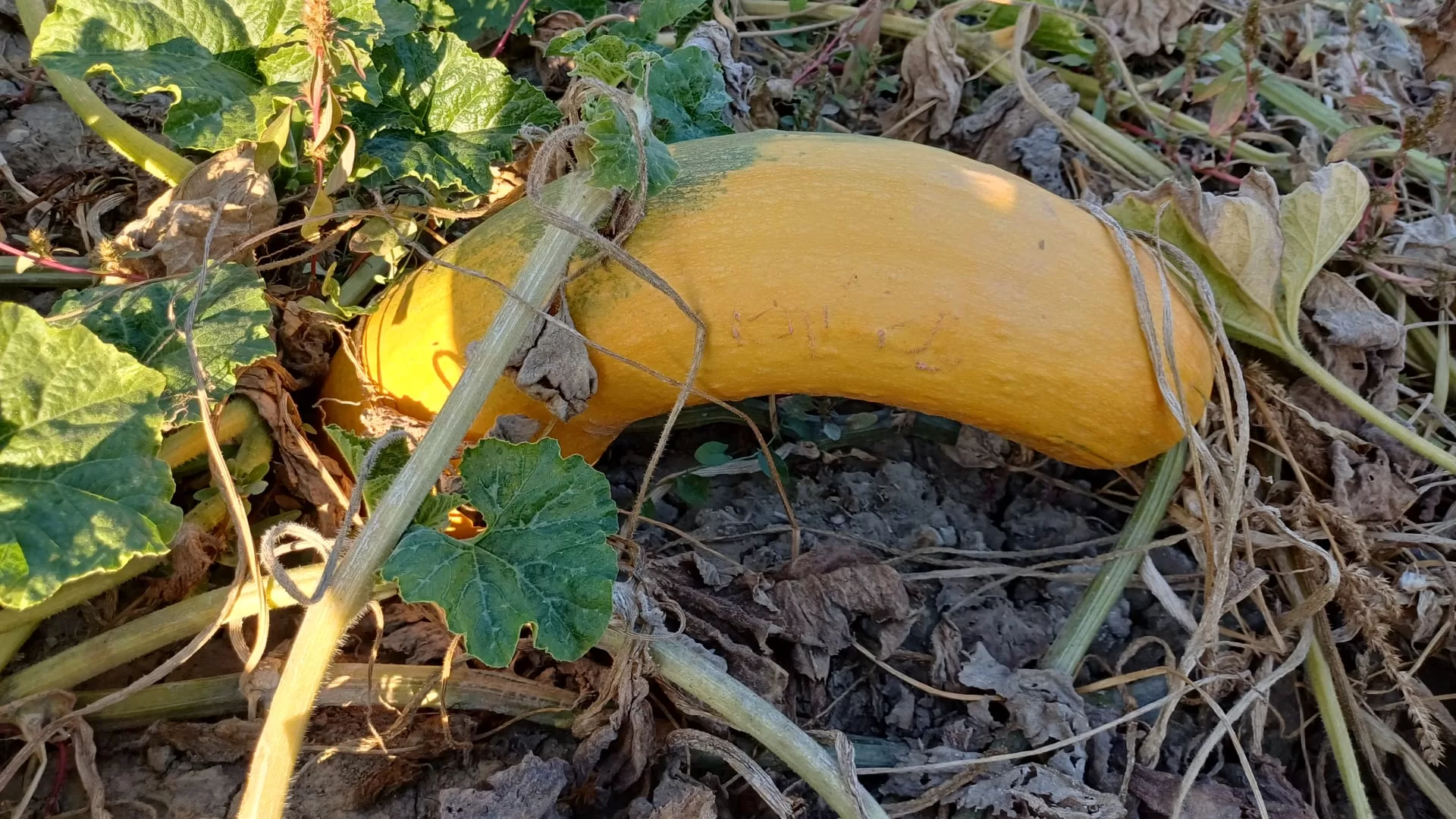 elmalı ekolojik tarım