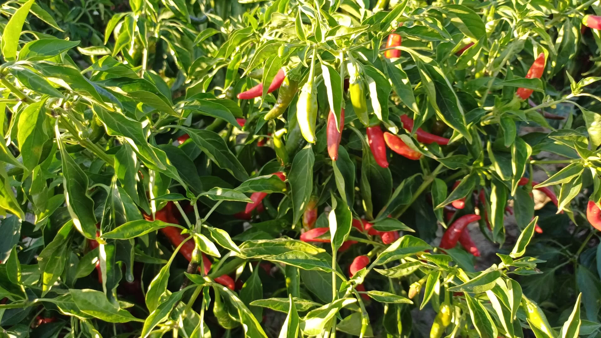 elmalı ekolojik tarım