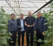 chpli aykut kaya salatalık