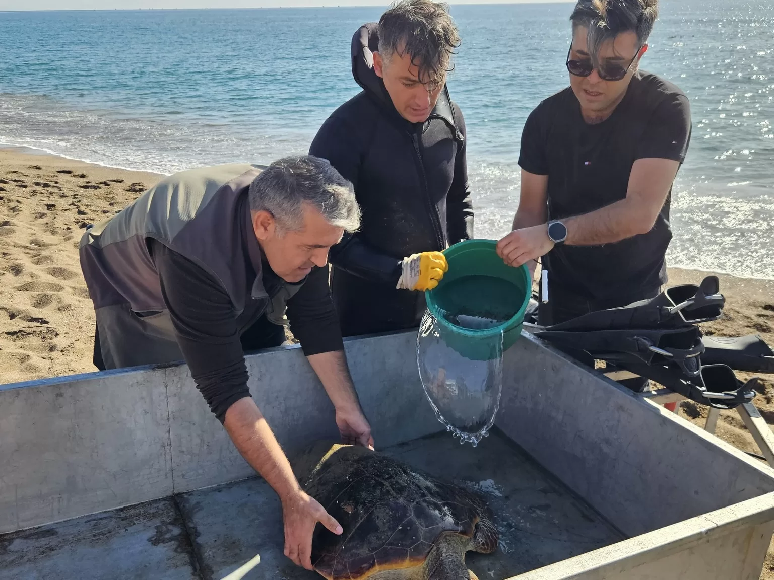 Antalya DKMP caretta caretta
