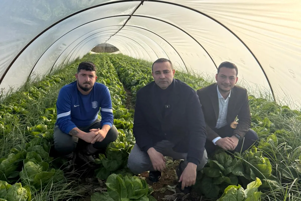 aykut kaya marul üreticisi