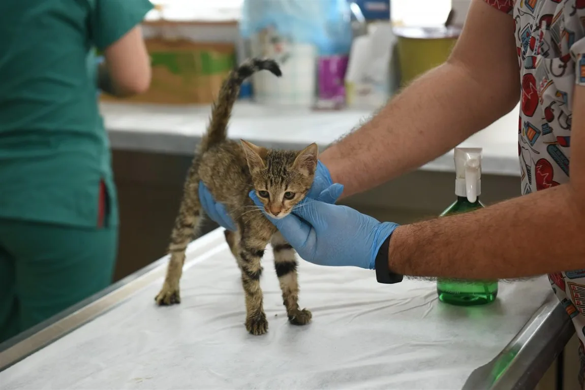 kepez sokak hayvanları