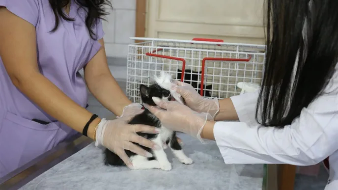 kepez sokak hayvanları