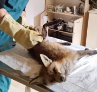 antalya yaralı tilki