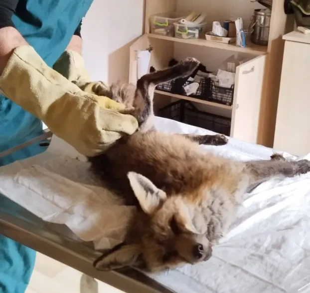 antalya yaralı tilki