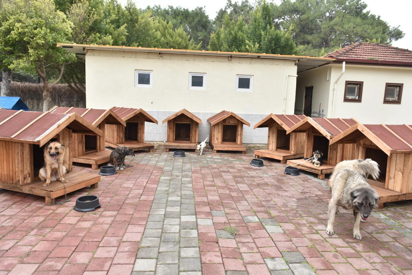 kepez sokak hayvanları bakım evi