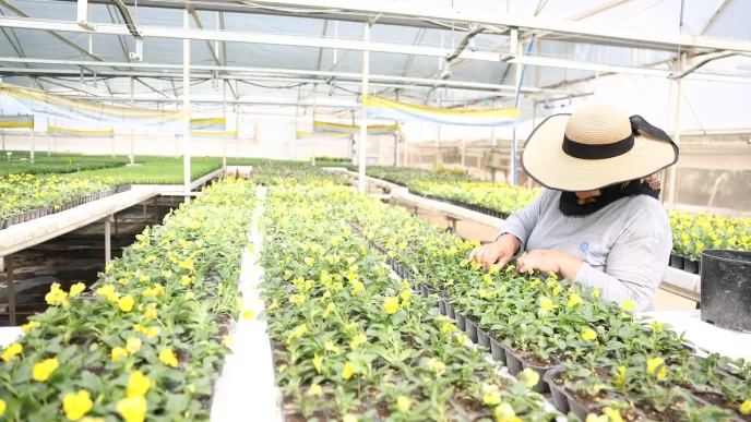 Antalya peyzaj çalışması