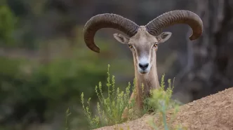 tvd milli parklar imza kampanyası