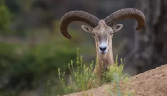 tvd milli parklar imza kampanyası