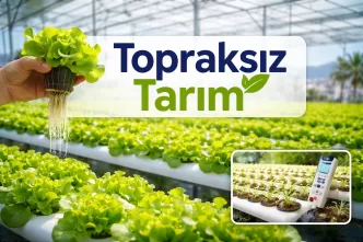 Topraksız tarım nedir Topraksız tarım nasıl yapılır Hidroponik sistem nedir Topraksız tarım maliyeti Dikey tarım nasıl yapılır